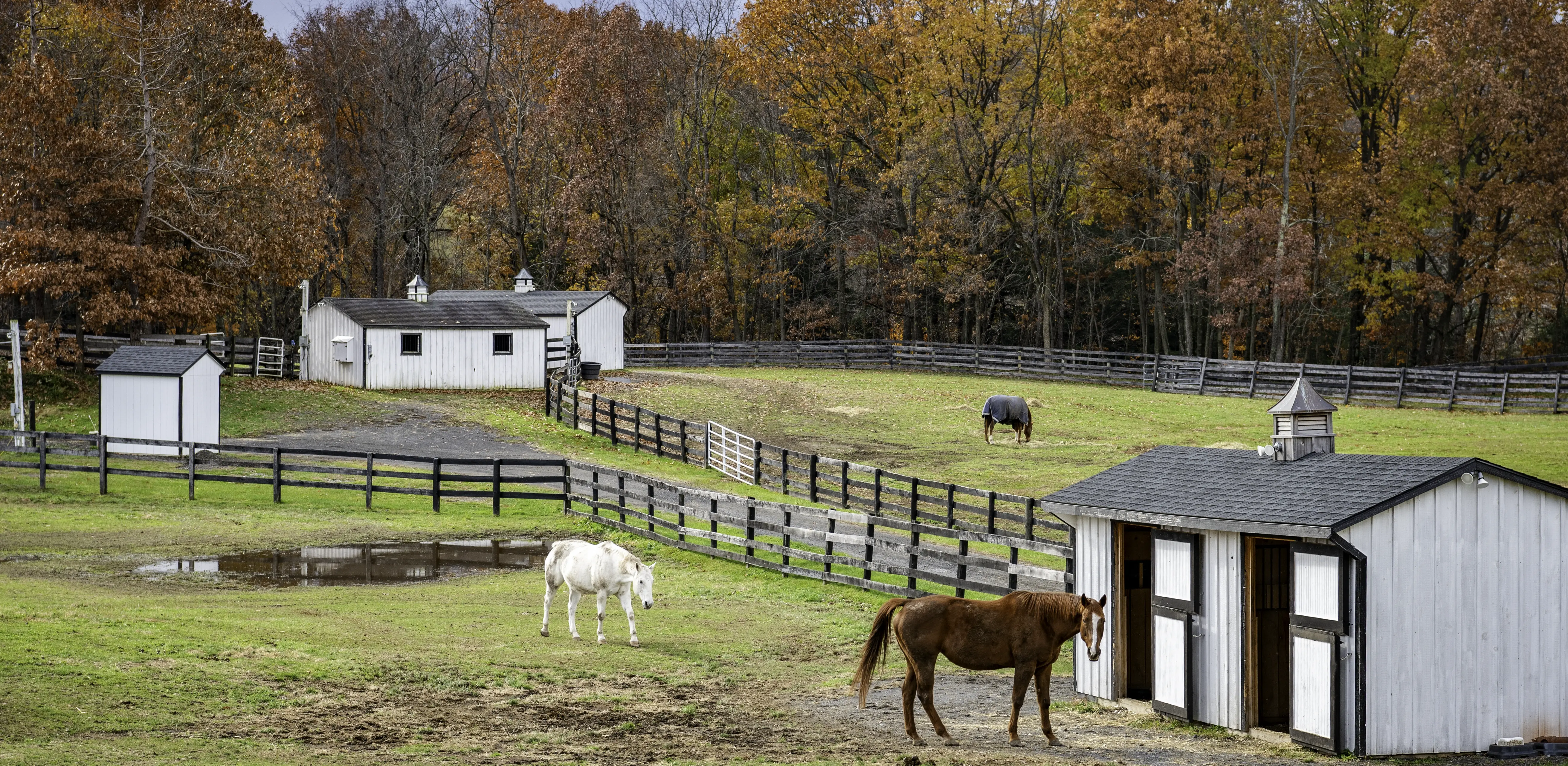 Grazing horses at an equestrian property in Westchester County, NY